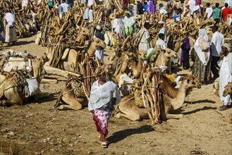 Camels loaded with firewood on the Monday market of Keren