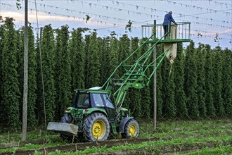Cleaning of the wire racks after the hop harvest