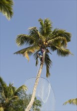 Man harvesting coconuts