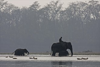 A Mahut crosses the East Rapti Riverwith his elephant and two juveniles at Sauraha