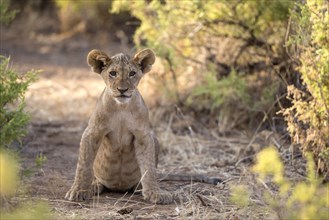 Masai Lion (Panthera leo nubica) cub