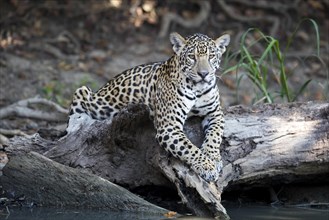 Jaguar (Panthera onca palustris) juvenile