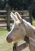 Austria-Hungarian White Donkey