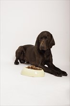German Shorthair Pointer lying in front of a bowl with wet food