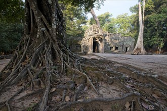 Ta Prohm temple complex with the roots of a Strangler Fig or White Fig (Ficus virens)