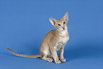 Oriental Shorthair cat