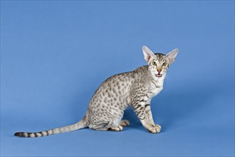 Pedigree cat