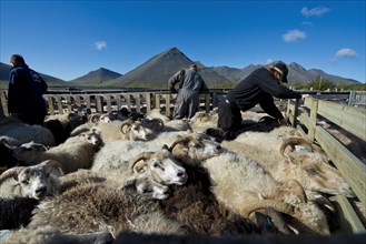 Sheep in a pen