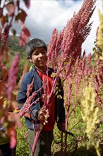 Boy helping with the Quinoa harvest (Chenopodium quinoa)