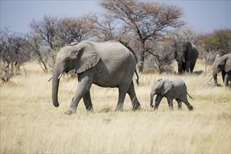 African elephants (Loxodonta africana) herd walking through dry grass landscape