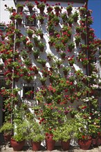 Flower-bedecked inner courtyard during the Fiesta de los Patios