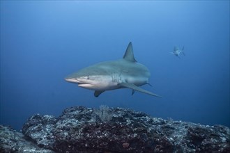 Galapagos Shark (Carcharhinus galapagensis)