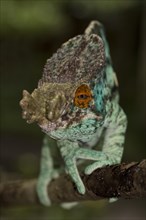 Parson's Chameleon (Calumma parsonii cristifer)