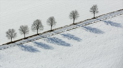 Avenue of trees in the snow