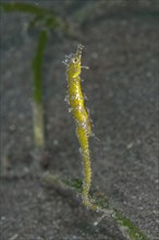 Shortpouch Pygmy Pipehorse (Acentronura tentaculata) adult