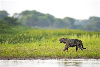 Jaguar (Panthera onca palustris) adult