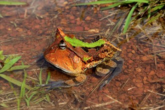 Amazonian horned frog (Ceratophrys cornuta) in water
