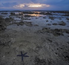 Starfish at low tide at sunset on the coast of Tanna Island