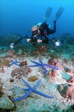 Diver taking pictures of Blue Starfish (Linckia laevigata)