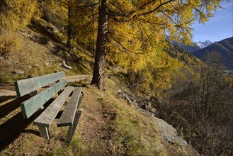 Bench in front of autumn larch trees