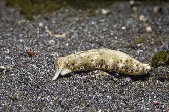 Ringed sap-sucking slug (Plakobranchus ocellatus)