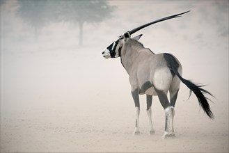 Gemsbok (Oryx gazella) adult