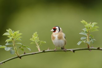European Goldfinch (Carduelis carduelis) adult