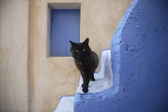 Domestic cat (Felis silvestris catus) on blue stairs