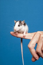 Rat (Rattus) perched on a finger