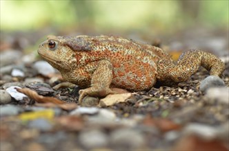 Large female of the Mediterranean Common Toad (Bufo bufo spinosus)