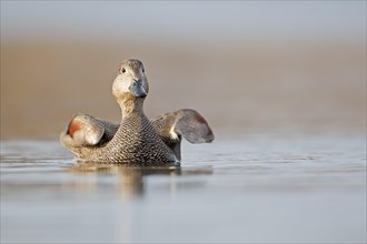 Gadwall (Anas strepera) male