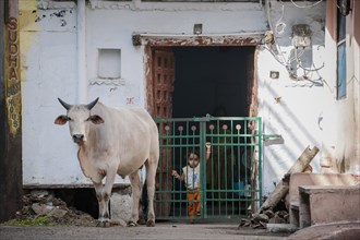 Street scene with sacred cow
