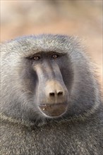 Olive Baboon (Papio anubis) adult male