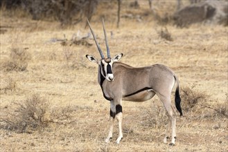 Beisa Oryx (Oryx beisa beisa) adult