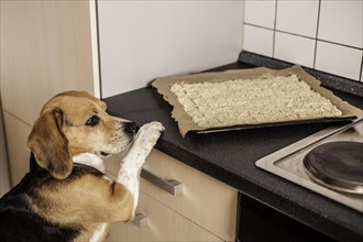 Beagle dog looking at a baking tray full of dog biscuits