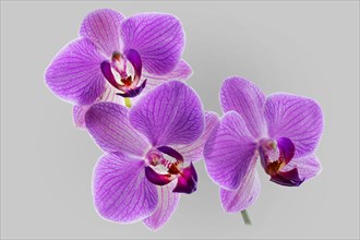 Orchid (Phalaenopsis)