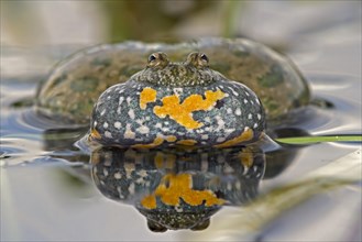 Fire-bellied Toad or Firebelly Toad (Bombina bombina)