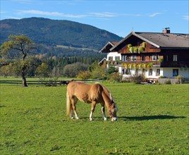 Haflinger on pasture in front of farm house in the Bavarian style with wooden top