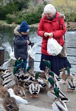 Elderly woman and a little boy feeding ducks