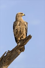 Tawny Eagle (Aquila rapax) adult