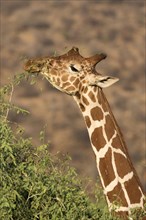 Reticulated Giraffe (Giraffa camelopardalis reticulata) adult