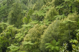 Rainforest vegetation with Tree Ferns (Cyatheales)