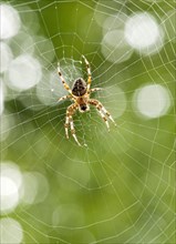 European Garden Spider (Araneus diadematus) in its web