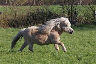 Mini Shetland pony