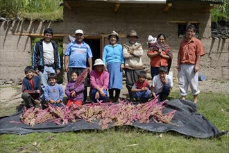 Big family in front of harvested Quinoa (Chenopodium quinoa)