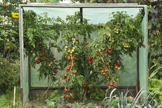 Protected Tomato plants (Solanum lycopersicum) with fruits in a cottage garden