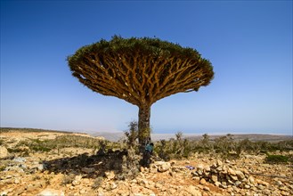 Socotra Dragon Tree or Dragon Blood Tree (Dracaena cinnabari)