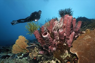 Divers looking at coral reef with various Sea lilies (Crinoidea) and red tube sponge (Cripbrochalina olemda)
