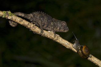 Short-horned Chameleon (Calumma brevicornis)