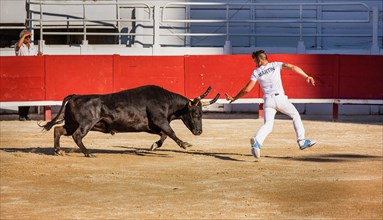 A bullfighter tries to escape a chasing bull
